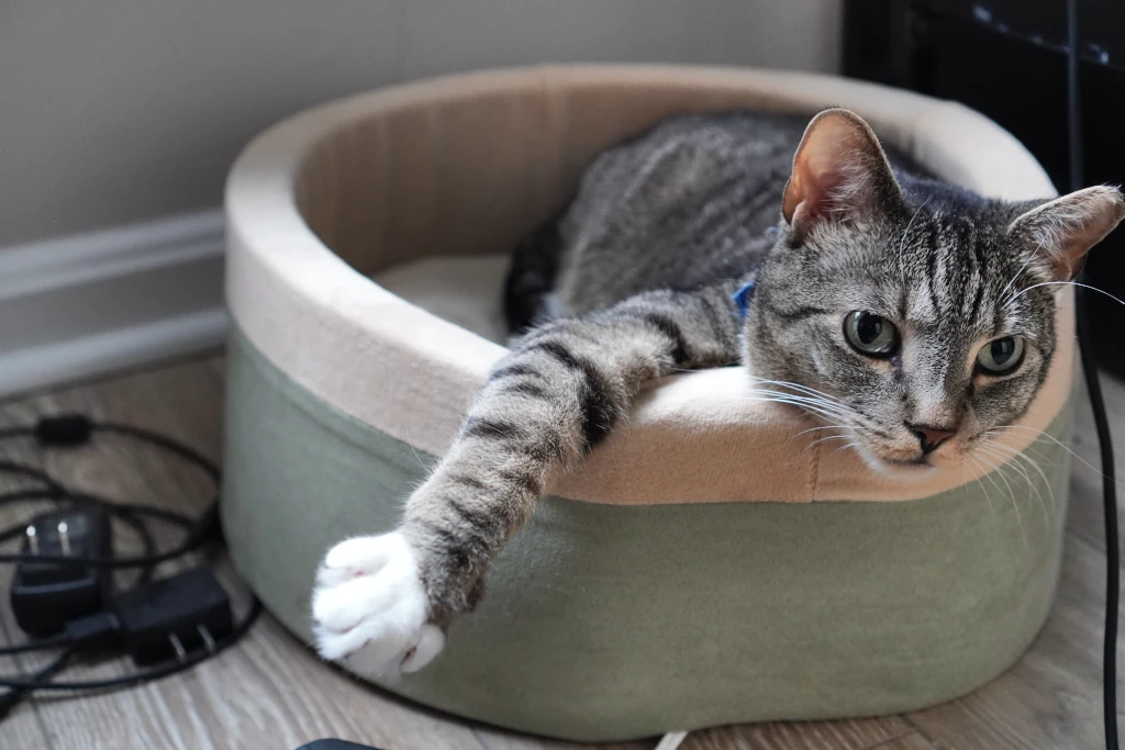 Picture of my cat, Shido, lounging in a cat bed.